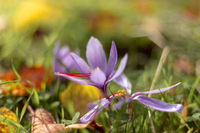 Autumn Crocus