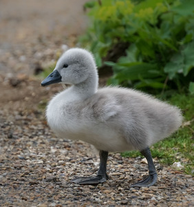 06 Quiet confidence -Tho