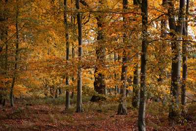 10 Autumn Trees - Mp