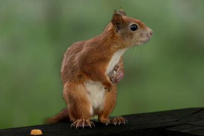 11 curious squirrel-RW