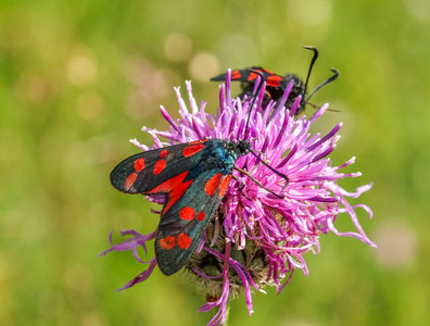 Burnet moths ~ Tony Horsfield