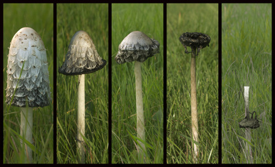 Inkcap decay ~ Keith Thomas